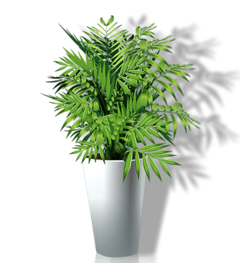 绿色植物盆栽图片-绿色植物盆栽设计素材-绿色植物盆栽素材免费下载