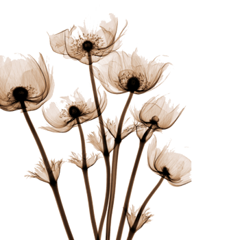 透明花手绘图片-透明花手绘设计素材-透明花手绘素材免费下载-万素网