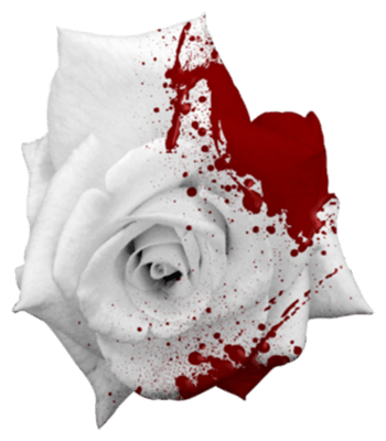 白玫瑰带血图片高清图片