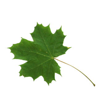 法国梧桐叶免抠元素图片-元素素材3642884-万素网