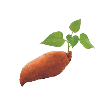 红薯