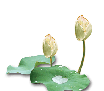 白莲 素材 免费白莲图片素材 白莲素材大全 万素网