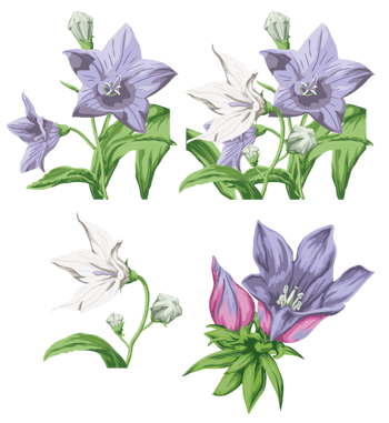 手绘六月雪花卉植物