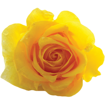 花朵免抠元素图片_元素素材4934051_万素网