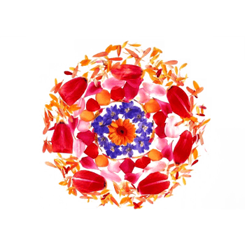 花瓣和花朵围成的圆形免扣素材