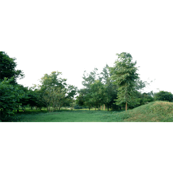 金色树林png元素素材图片下载-万素网