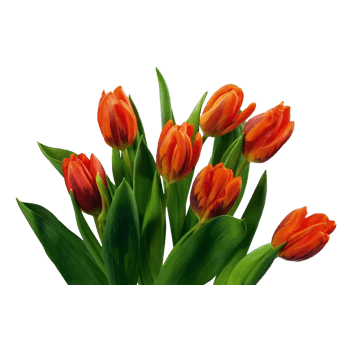 红色手绘郁金香素材