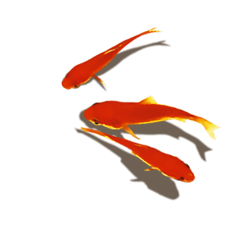 红鲤鱼免抠元素图片-元素素材5160141-万素网