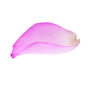 一片花瓣 素材 免费一片花瓣图片素材 一片花瓣素材大全 万素网