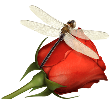 蜻蜓和玫瑰