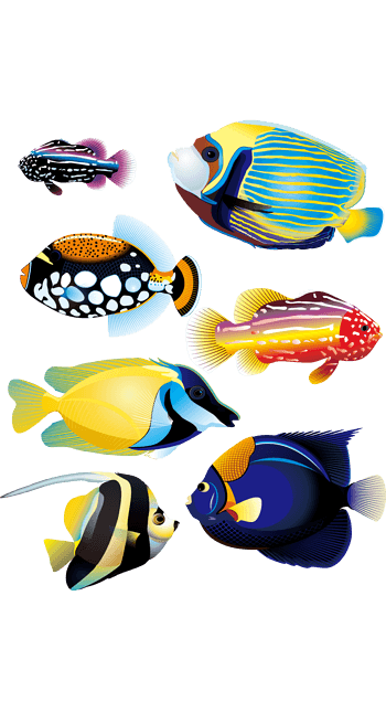 海洋彩色鱼类