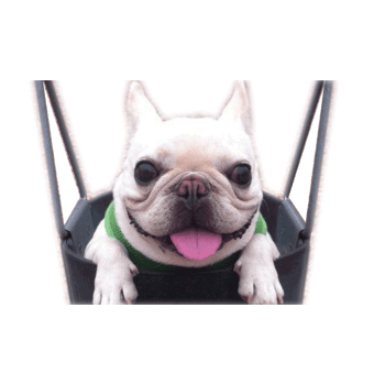 法国斗牛犬 效果元素 433 649px 编号 Png格式 万素网