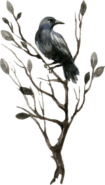 手绘水彩乌鸦