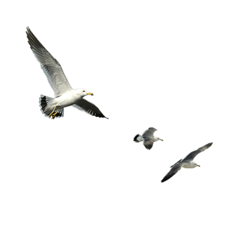 天空飞鸟图片免费下载_天空飞鸟素材_万素网