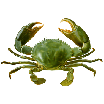 青色大螃蟹
