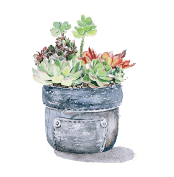 手绘多肉植物盆栽