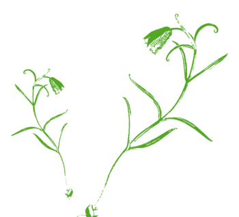 川贝母 素材 免费川贝母图片素材 川贝母素材大全 万素网