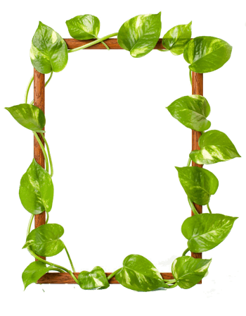 绿叶边框