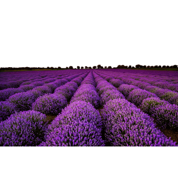 紫色花海 素材 免费紫色花海图片素材 紫色花海素材大全 万素网
