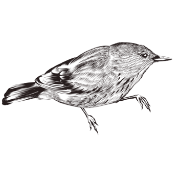 黑白小鸟图片免费下载 黑白小鸟素材 万素网