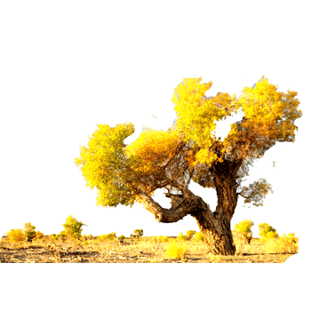 胡杨林图片免费下载_胡杨林素材_万素网