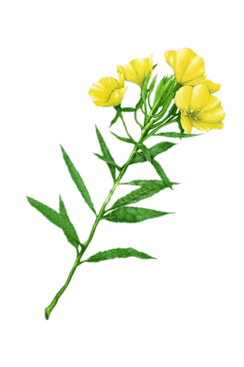 月见草飘花图片素材免抠元素图片-元素素材4016068-万素网