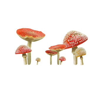 蘑菇矢量图免抠元素图片_元素素材5708904_万素网