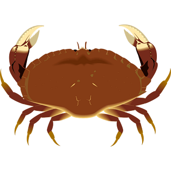 螃蟹装饰
