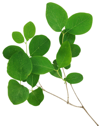 青叶素材图片png元素素材图片下载-万素网