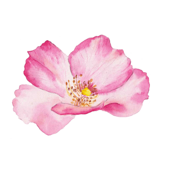 3889尺寸:384*230一瓣粉色桃花花瓣下载png下载:4849尺寸:153*166一枝