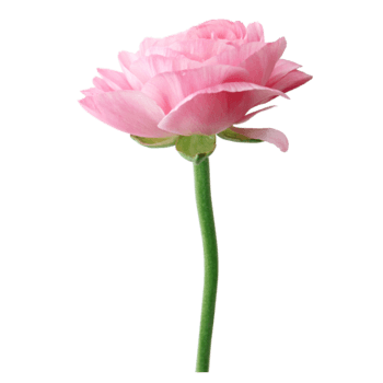 花瓣png图片-花瓣png素材下载-万素网