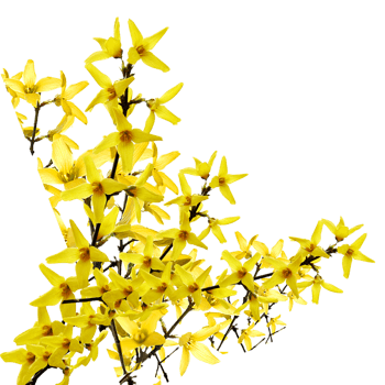 连翘花枝图片免费下载-连翘花枝素材-万素网