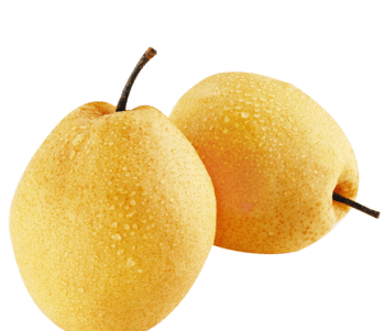 两个黄酥梨图片素材