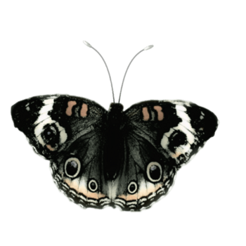 黑色斑点蝴蝶