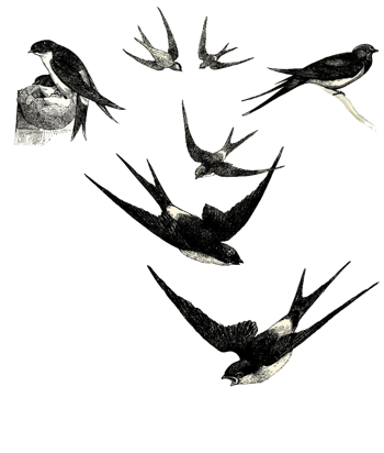 飞翔的燕子免抠元素图片_元素素材2155670_万素网