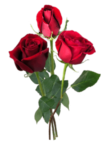 花卉图案ps花卉素材