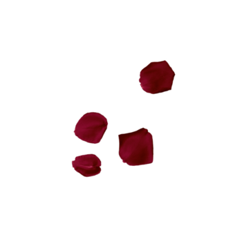 红色散落玫瑰花瓣