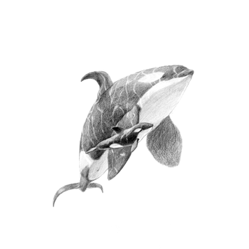 动物母子 素材 免费动物母子图片素材 动物母子素材大全 万素网