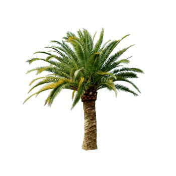 棕榈树图片-棕榈树设计素材-棕榈树素材免费下载-第11页-万素网