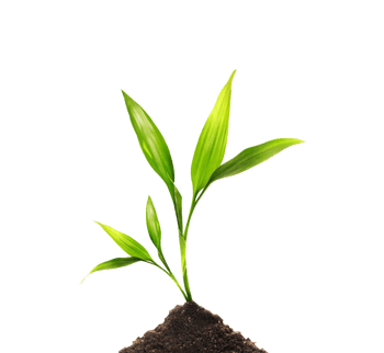 生命力 大树 绿色 植物