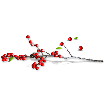 红色小冬青免抠素材