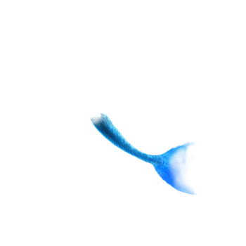 诱人的鱼尾免抠元素图片-元素素材450858-万素网