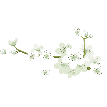 白色梨花矢量