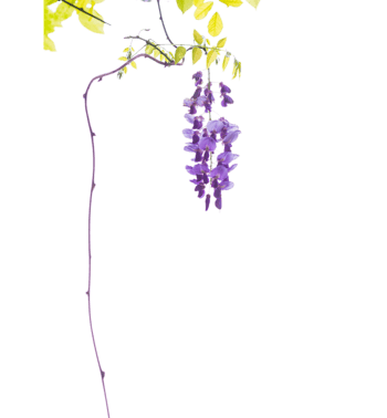 紫藤花的蝴蝶图片素材