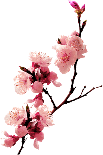 桃花粉红桃花花枝春天