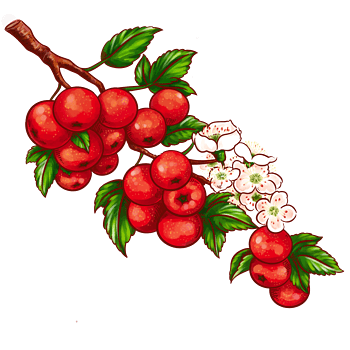 手绘山楂