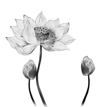 水墨莲 素材 免费水墨莲图片素材 水墨莲素材大全 万素网