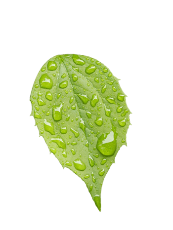 露珠树叶png元素素材图片下载-万素网