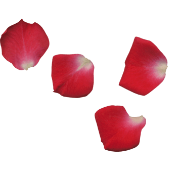 四片飞舞的玫瑰花瓣