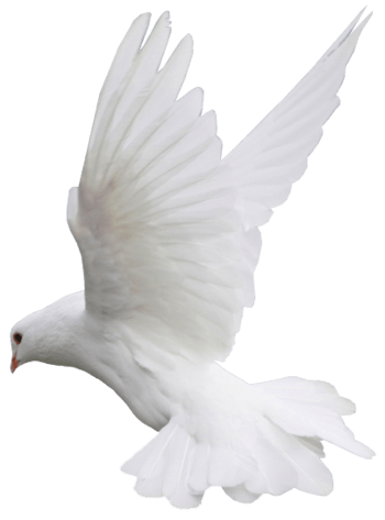 张开翅膀图片免费下载_张开翅膀素材_万素网